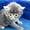 Симпатичные котята - <ro>Изображение</ro><ru>Изображение</ru> #2, <ru>Объявление</ru> #249049