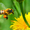 Продукты пчеловодства - <ro>Изображение</ro><ru>Изображение</ru> #2, <ru>Объявление</ru> #269325