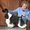 щенки американского кокер спаниеля 1.5 мес - <ro>Изображение</ro><ru>Изображение</ru> #3, <ru>Объявление</ru> #260817
