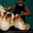 щенки американского кокер спаниеля 1.5 мес - <ro>Изображение</ro><ru>Изображение</ru> #4, <ru>Объявление</ru> #260817