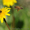 Продукты пчеловодства - <ro>Изображение</ro><ru>Изображение</ru> #1, <ru>Объявление</ru> #269325