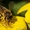 Продукты пчеловодства собранные с собственной пасеки Киев, Донецк, Одесса - <ro>Изображение</ro><ru>Изображение</ru> #3, <ru>Объявление</ru> #269316