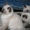 Невские Маскарадные котята #291810