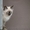 Невские Маскарадные котята - <ro>Изображение</ro><ru>Изображение</ru> #2, <ru>Объявление</ru> #291810