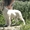Щенок белой швейцарской овчарки - <ro>Изображение</ro><ru>Изображение</ru> #3, <ru>Объявление</ru> #306013