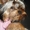 щенок йоркширского терьера 10 месяцев - <ro>Изображение</ro><ru>Изображение</ru> #1, <ru>Объявление</ru> #307121