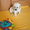 Очаровательные щенки лабрадора-ретривера - <ro>Изображение</ro><ru>Изображение</ru> #2, <ru>Объявление</ru> #330715