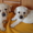 Очаровательные щенки лабрадора-ретривера - <ro>Изображение</ro><ru>Изображение</ru> #1, <ru>Объявление</ru> #330715