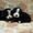 Элитные щенки бернского зенненхунда от титулованных родителей - <ro>Изображение</ro><ru>Изображение</ru> #8, <ru>Объявление</ru> #305193