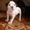 Шикарный щенок американского бульдога - <ro>Изображение</ro><ru>Изображение</ru> #1, <ru>Объявление</ru> #418933