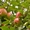 Саженцы плодовых деревьев от 6 грн - <ro>Изображение</ro><ru>Изображение</ru> #1, <ru>Объявление</ru> #439532