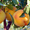 Саженцы плодовых деревьев от 6 грн - <ro>Изображение</ro><ru>Изображение</ru> #2, <ru>Объявление</ru> #439532