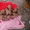 щенки африканской легавой - <ro>Изображение</ro><ru>Изображение</ru> #5, <ru>Объявление</ru> #427560