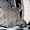 Котята, приносящие удачу! - <ro>Изображение</ro><ru>Изображение</ru> #3, <ru>Объявление</ru> #467452