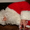 Новогодняя сказка - Дед мороз в окно - <ro>Изображение</ro><ru>Изображение</ru> #1, <ru>Объявление</ru> #467062