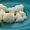 Тибетский молочный кефирный гриб #514757