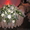 флористика, живые цветы - <ro>Изображение</ro><ru>Изображение</ru> #5, <ru>Объявление</ru> #495183