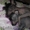 Щенки мексиканской голой собаки - <ro>Изображение</ro><ru>Изображение</ru> #2, <ru>Объявление</ru> #491568