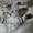 продаю шотландских котят - <ro>Изображение</ro><ru>Изображение</ru> #2, <ru>Объявление</ru> #501293