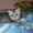 продаю шотландских котят - <ro>Изображение</ro><ru>Изображение</ru> #1, <ru>Объявление</ru> #501293