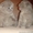 продаю шотландских котят - <ro>Изображение</ro><ru>Изображение</ru> #3, <ru>Объявление</ru> #501293