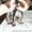 Продаются прекрасные щеночки йоркширского терьера - <ro>Изображение</ro><ru>Изображение</ru> #1, <ru>Объявление</ru> #516029