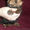 Продаются прекрасные щеночки йоркширского терьера #516029