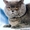 продаю шотландских котят - <ro>Изображение</ro><ru>Изображение</ru> #4, <ru>Объявление</ru> #501293