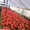 Продаю цветы тюльпана к 8-му Марта, оптом. - <ro>Изображение</ro><ru>Изображение</ru> #1, <ru>Объявление</ru> #554773