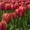 Продаю цветы тюльпана к 8-му Марта, оптом. - <ro>Изображение</ro><ru>Изображение</ru> #2, <ru>Объявление</ru> #554773