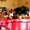 Йоркширский терьер щенки мальчишки и девочки. - <ro>Изображение</ro><ru>Изображение</ru> #1, <ru>Объявление</ru> #530517