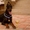 Продам щенка добермана - <ro>Изображение</ro><ru>Изображение</ru> #1, <ru>Объявление</ru> #598967