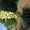 сурфиния- петуния-гацания-портулак умбратикола - <ro>Изображение</ro><ru>Изображение</ru> #3, <ru>Объявление</ru> #602594