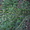 сурфиния- петуния-гацания-портулак умбратикола - <ro>Изображение</ro><ru>Изображение</ru> #6, <ru>Объявление</ru> #602594