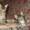 СРОЧНО!!! Милые котята ждут новых хозяев!!! - <ro>Изображение</ro><ru>Изображение</ru> #5, <ru>Объявление</ru> #770672