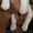 Продаются щенки Джек-Рассел терьера - <ro>Изображение</ro><ru>Изображение</ru> #3, <ru>Объявление</ru> #769307