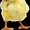 Продам цыплят-бройлера с доставкой 050 972 19 39 - <ro>Изображение</ro><ru>Изображение</ru> #1, <ru>Объявление</ru> #802896