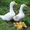 Продажа сельскохозяйственной птицы - <ro>Изображение</ro><ru>Изображение</ru> #1, <ru>Объявление</ru> #848617