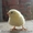 Продажа сельскохозяйственной птицы - <ro>Изображение</ro><ru>Изображение</ru> #2, <ru>Объявление</ru> #848617