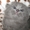 Продам красивейших  котят - <ro>Изображение</ro><ru>Изображение</ru> #2, <ru>Объявление</ru> #840802