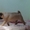 щенки мопсов из питомника Mauntain Spring - <ro>Изображение</ro><ru>Изображение</ru> #3, <ru>Объявление</ru> #847626