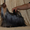 красиве и качественные щенки йоркширского терьера - <ro>Изображение</ro><ru>Изображение</ru> #5, <ru>Объявление</ru> #916264