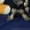 красиве и качественные щенки йоркширского терьера - <ro>Изображение</ro><ru>Изображение</ru> #3, <ru>Объявление</ru> #916264