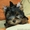 красиве и качественные щенки йоркширского терьера - <ro>Изображение</ro><ru>Изображение</ru> #2, <ru>Объявление</ru> #916264