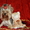 красиве и качественные щенки йоркширского терьера - <ro>Изображение</ro><ru>Изображение</ru> #7, <ru>Объявление</ru> #916264