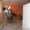 Продам качественный  дом с приусадебным участком в Севастополе - <ro>Изображение</ro><ru>Изображение</ru> #2, <ru>Объявление</ru> #915592