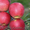 Саженцы яблони  - <ro>Изображение</ro><ru>Изображение</ru> #1, <ru>Объявление</ru> #950263