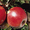 Саженцы яблони  - <ro>Изображение</ro><ru>Изображение</ru> #2, <ru>Объявление</ru> #950263