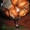 Плоды крупноплодного фундука Трапезунд в скорлупе - <ro>Изображение</ro><ru>Изображение</ru> #3, <ru>Объявление</ru> #974153