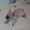 палевые щенки французского бульдога - <ro>Изображение</ro><ru>Изображение</ru> #1, <ru>Объявление</ru> #986362